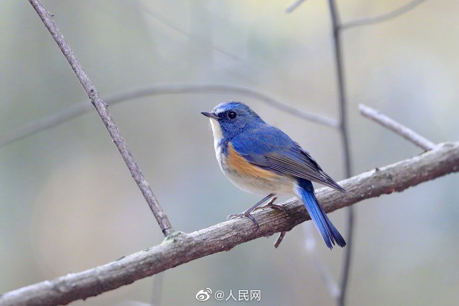 【可可爱爱！#小鸟原来都这么好看#[憧憬]】9-9.jpg