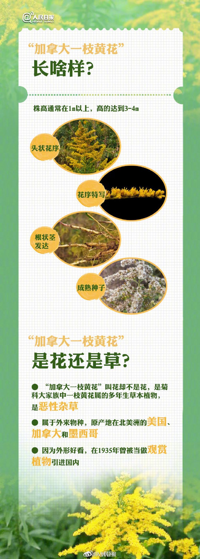 【#羊咩咩把加拿大一枝黄花当饲料#】6.jpg