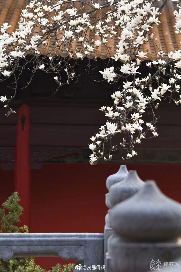 【清丽雅致！#南京朝天宫玉兰版春日壁纸#来了[心]】6.jpg