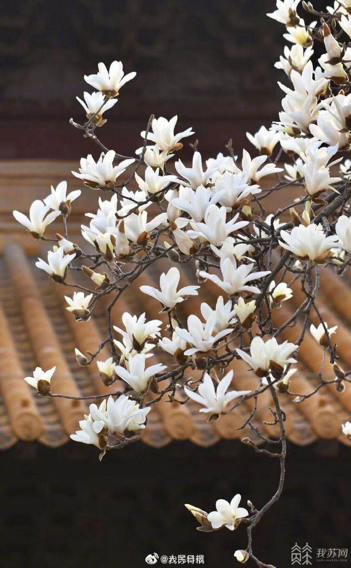 【清丽雅致！#南京朝天宫玉兰版春日壁纸#来了[心]】7.jpg