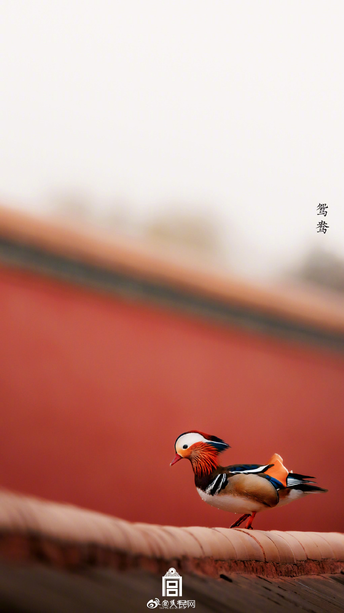 【#来故宫邂逅灵动飞羽#[心]】4.jpg
