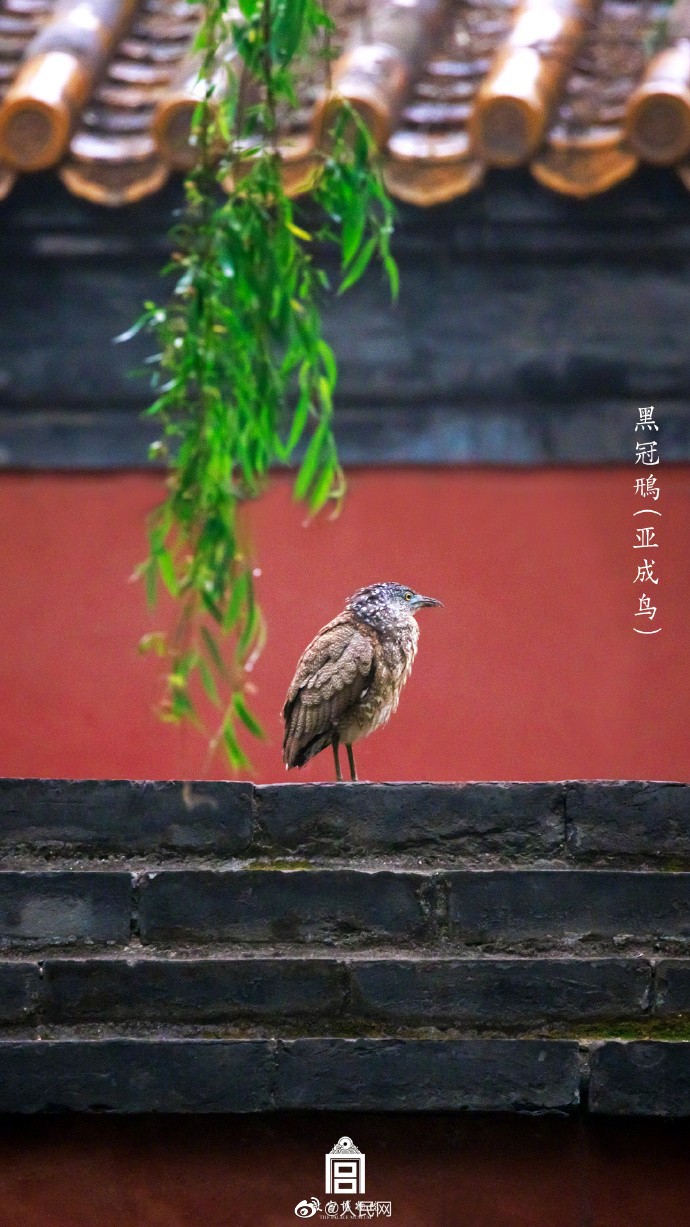 【#来故宫邂逅灵动飞羽#[心]】5.jpg
