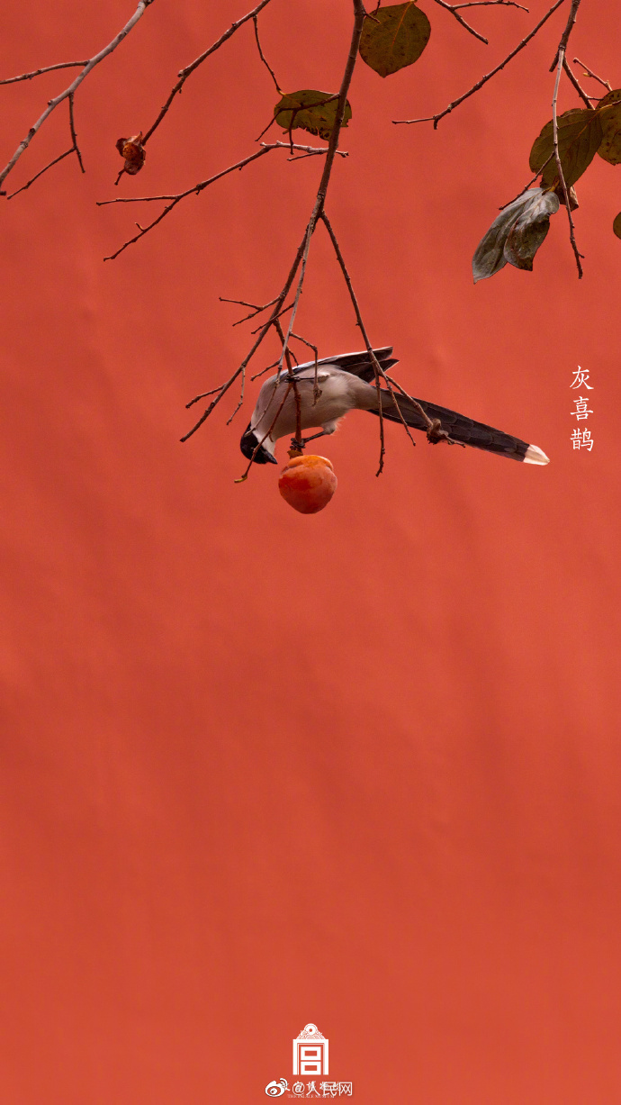 【#来故宫邂逅灵动飞羽#[心]】6.jpg