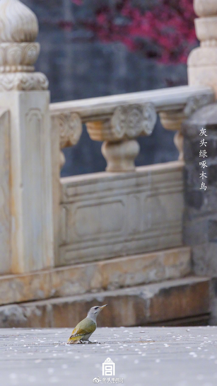 【#来故宫邂逅灵动飞羽#[心]】11.jpg