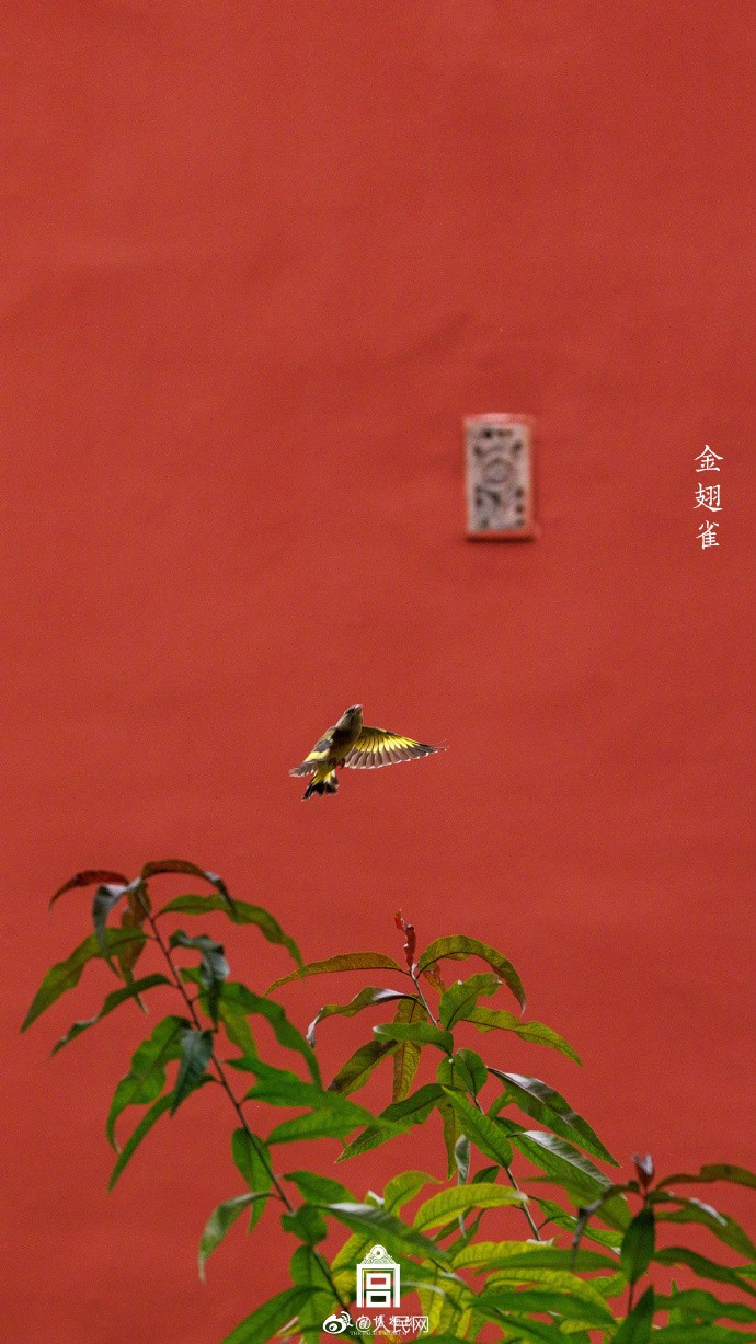 【#来故宫邂逅灵动飞羽#[心]】12.jpg