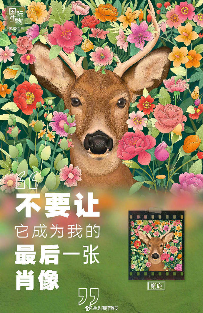 【转发！#别让动物留下最后一张肖像照#】1.jpg
