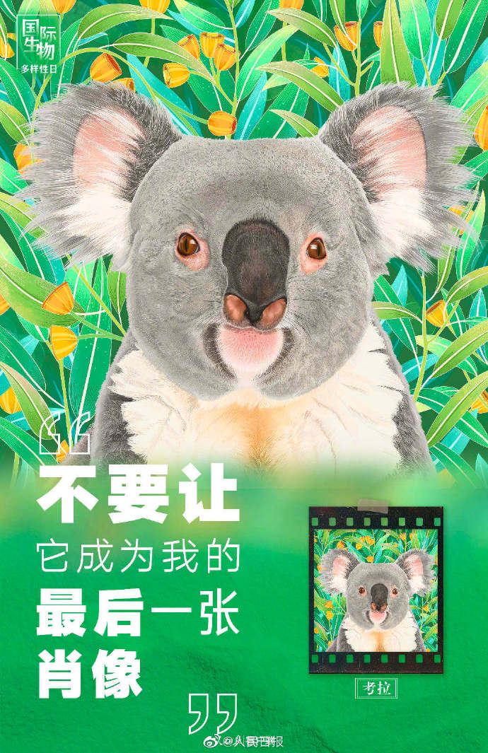 【转发！#别让动物留下最后一张肖像照#】5.jpg