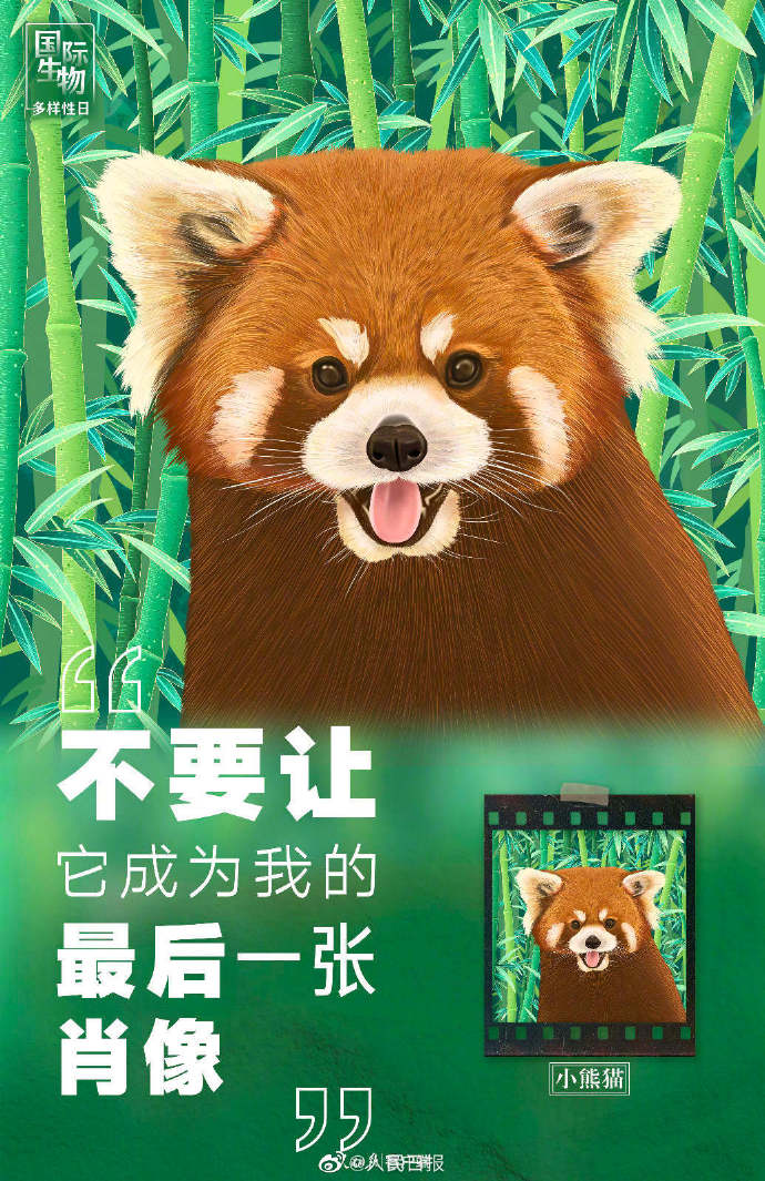 【转发！#别让动物留下最后一张肖像照#】6.jpg