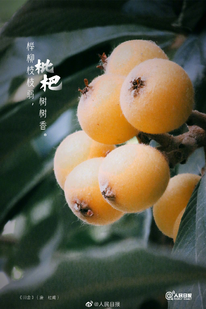 【#古诗里的枇杷#】1.jpg