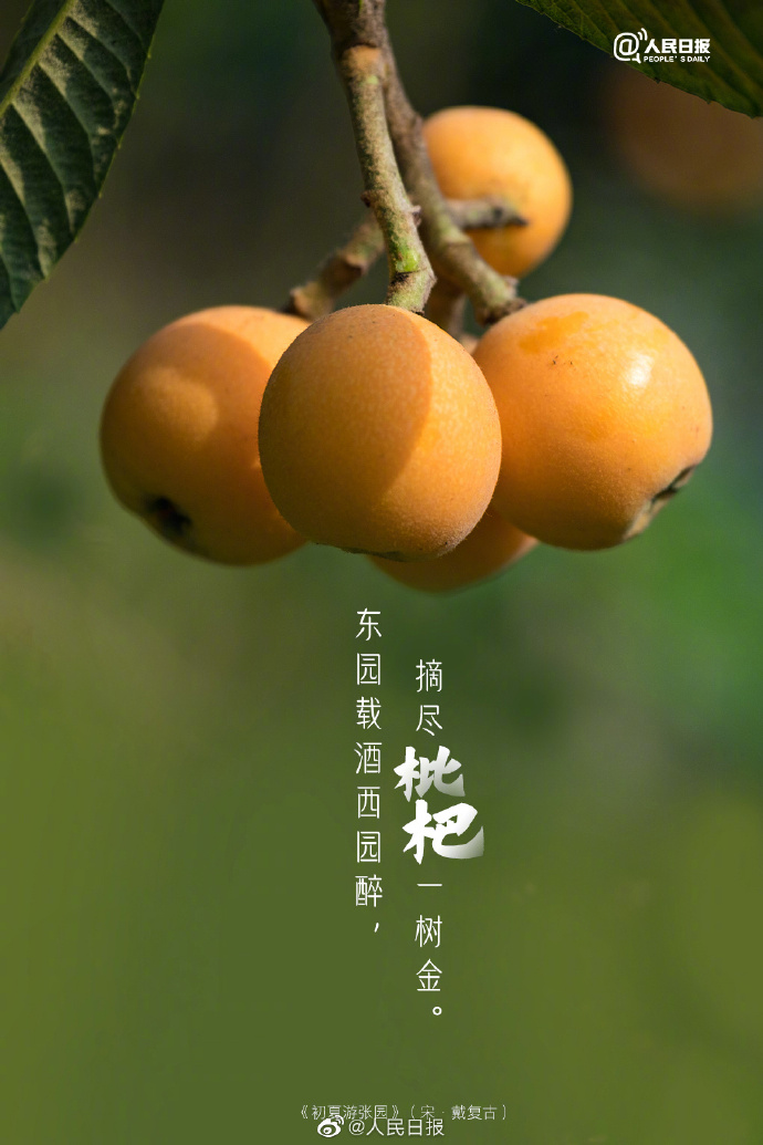 【#古诗里的枇杷#】3.jpg