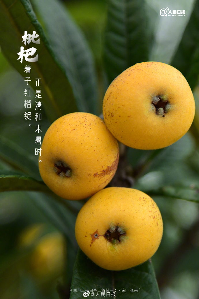 【#古诗里的枇杷#】4.jpg