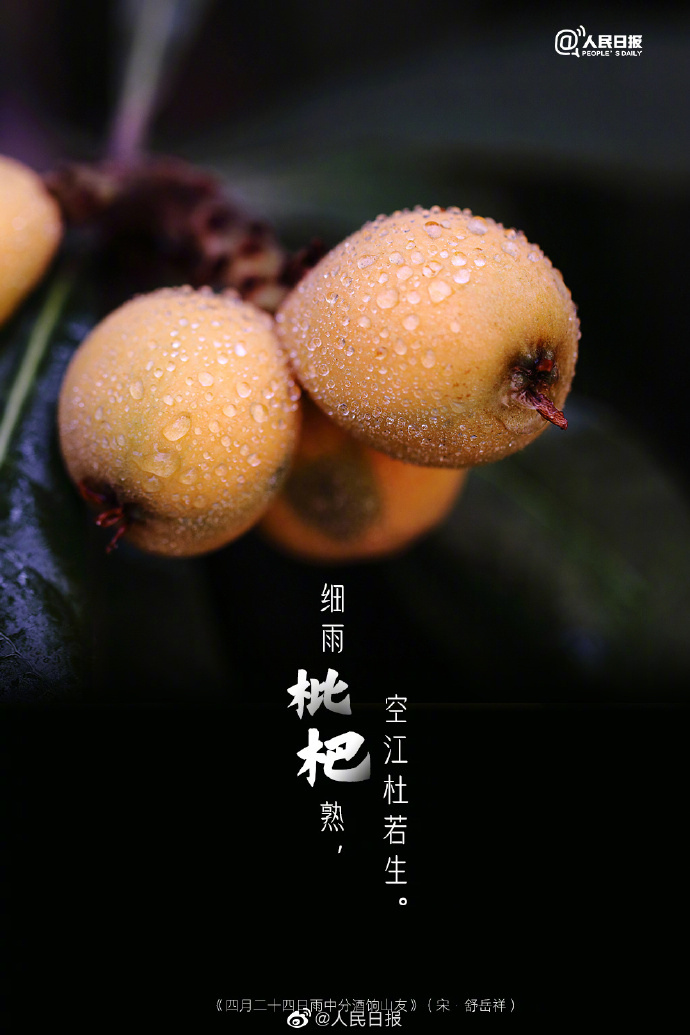 【#古诗里的枇杷#】5.jpg
