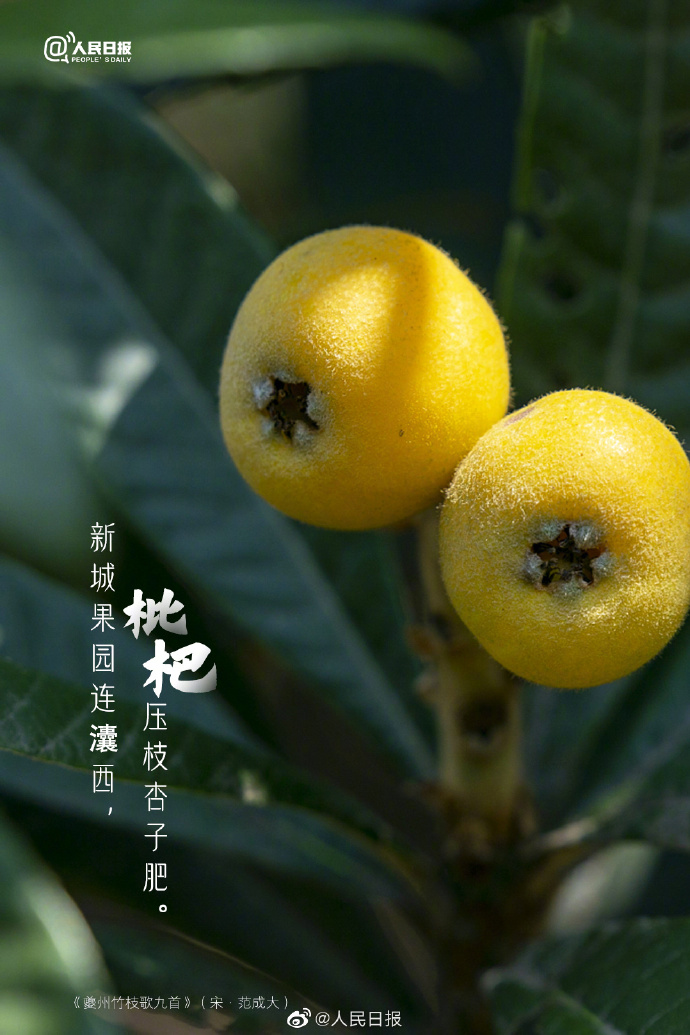 【#古诗里的枇杷#】6.jpg