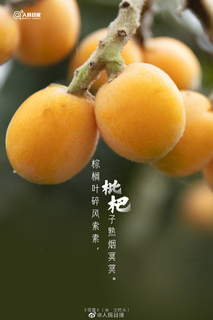 【#古诗里的枇杷#】7.jpg