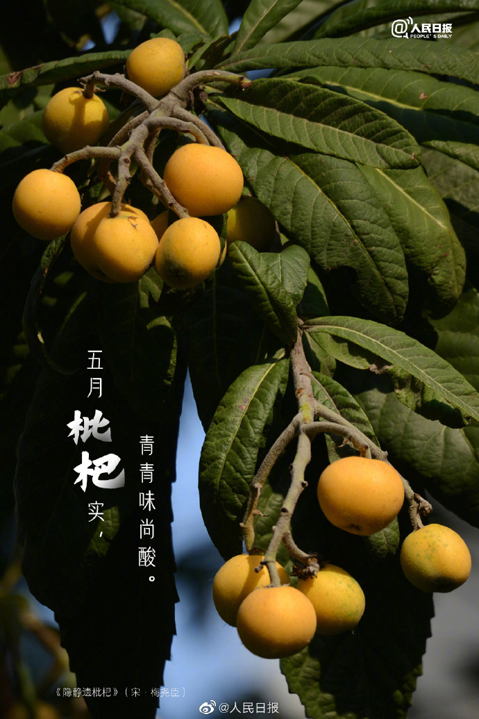 【#古诗里的枇杷#】9.jpg