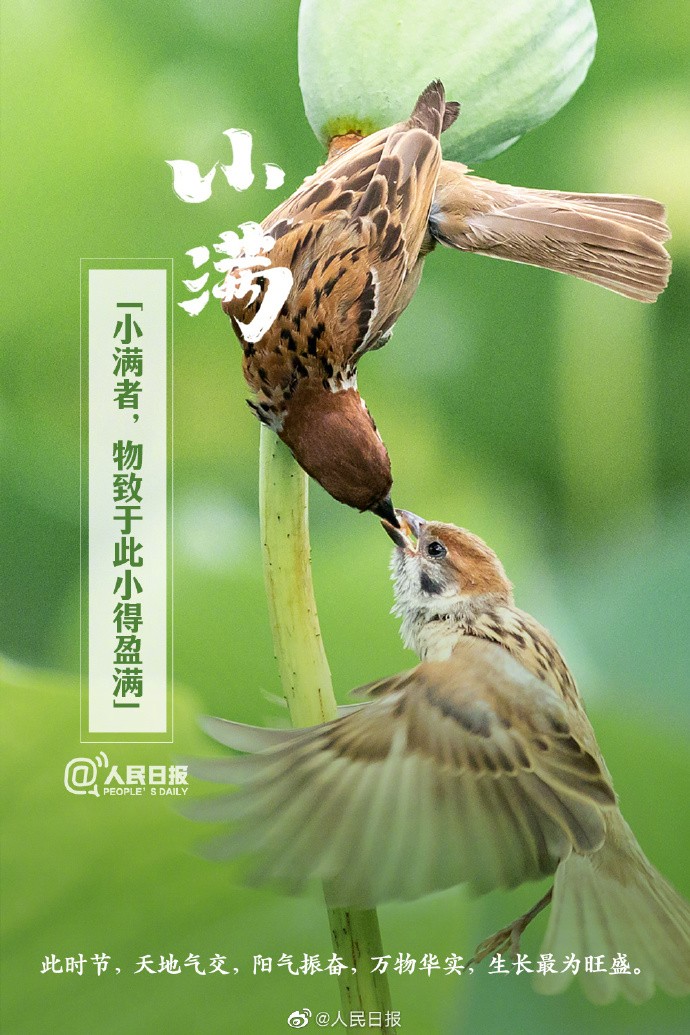【今日，#小满#】①小满是二十四节气中第八个节气，也是夏季第二个节气；②“小满者，物致于此小得盈满”；③小满后气温明显升高，我国#多地将正式开启夏日节奏#；④此时节，雨水涟涟，蚕食桑叶，榴花绚烂。2.jpg