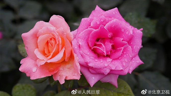 【好美！#雨后月季高清特写#[心]】5.jpg