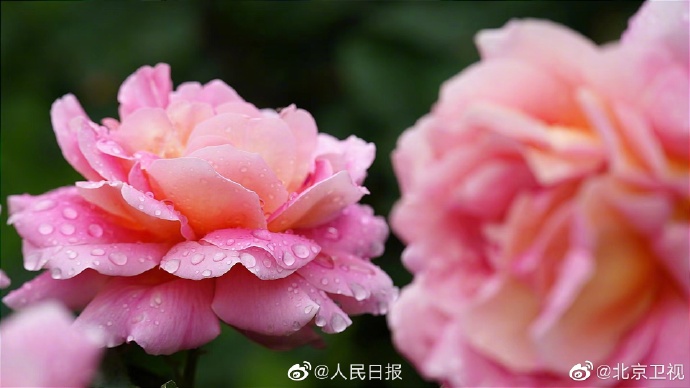 【好美！#雨后月季高清特写#[心]】7.jpg