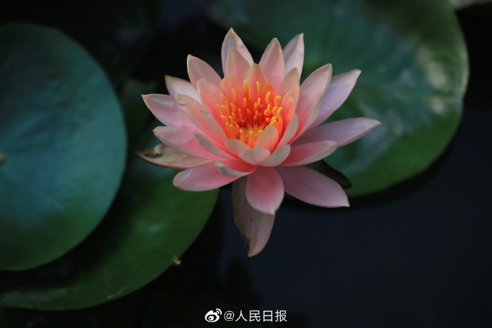 【转存美图！#夏日睡莲壁纸#[送花花]】2.jpg