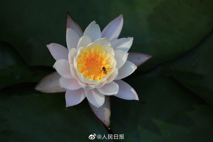 【转存美图！#夏日睡莲壁纸#[送花花]】4.jpg