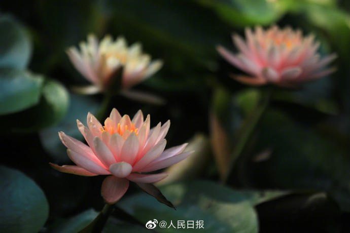 【转存美图！#夏日睡莲壁纸#[送花花]】5.jpg