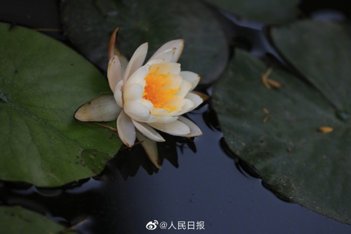 【转存美图！#夏日睡莲壁纸#[送花花]】6.jpg