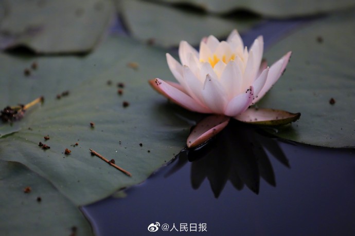 【转存美图！#夏日睡莲壁纸#[送花花]】8.jpg