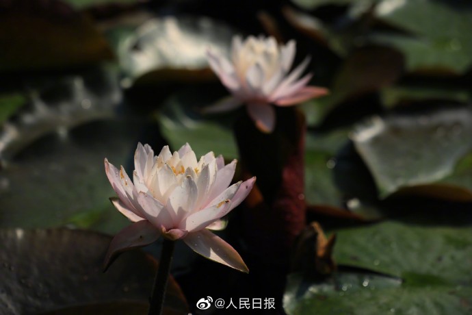 【转存美图！#夏日睡莲壁纸#[送花花]】9.jpg