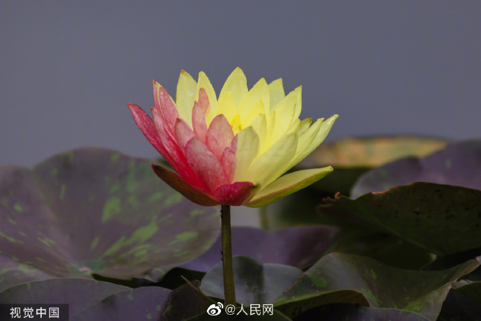 【好运“莲莲”！#昆明双色睡莲万维莎惊艳绽放#[锦鲤附体]】1.jpg