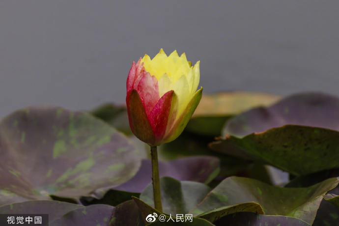 【好运“莲莲”！#昆明双色睡莲万维莎惊艳绽放#[锦鲤附体]】3.jpg