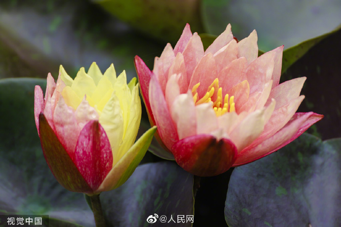 【好运“莲莲”！#昆明双色睡莲万维莎惊艳绽放#[锦鲤附体]】4.jpg