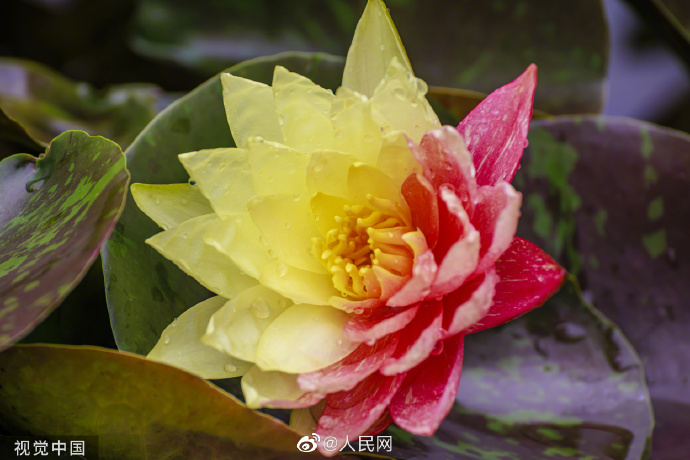 【好运“莲莲”！#昆明双色睡莲万维莎惊艳绽放#[锦鲤附体]】5.jpg