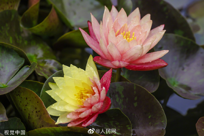 【好运“莲莲”！#昆明双色睡莲万维莎惊艳绽放#[锦鲤附体]】6.jpg