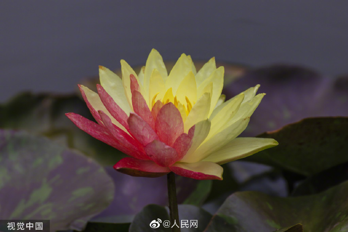 【好运“莲莲”！#昆明双色睡莲万维莎惊艳绽放#[锦鲤附体]】7.jpg