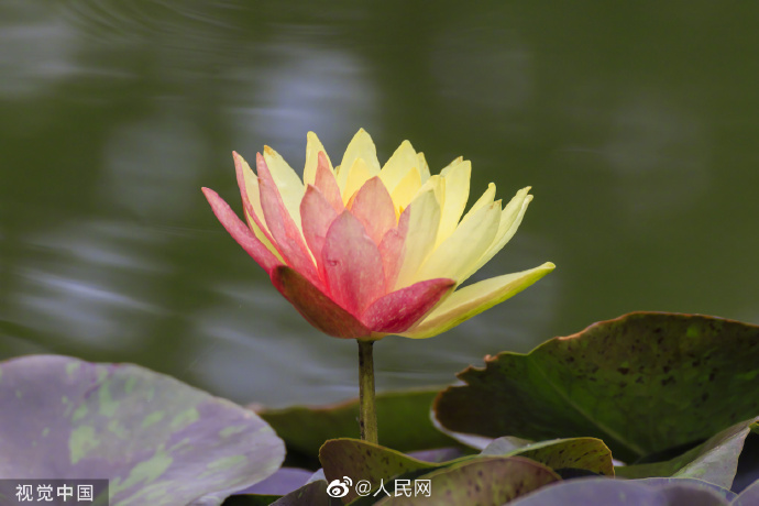【好运“莲莲”！#昆明双色睡莲万维莎惊艳绽放#[锦鲤附体]】8.jpg