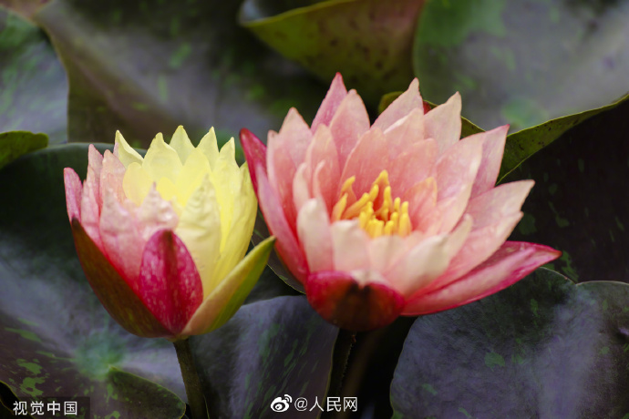 【好运“莲莲”！#昆明双色睡莲万维莎惊艳绽放#[锦鲤附体]】9.jpg