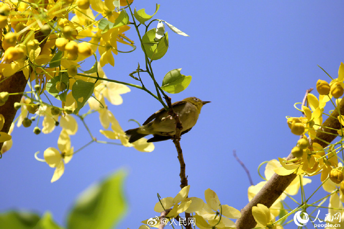 【是夏天啊！#明黄色的小花开满枝头#】5.jpg
