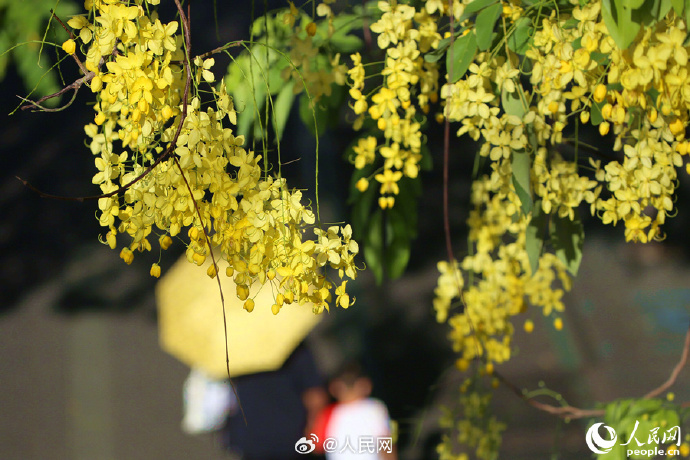 【是夏天啊！#明黄色的小花开满枝头#】7.jpg