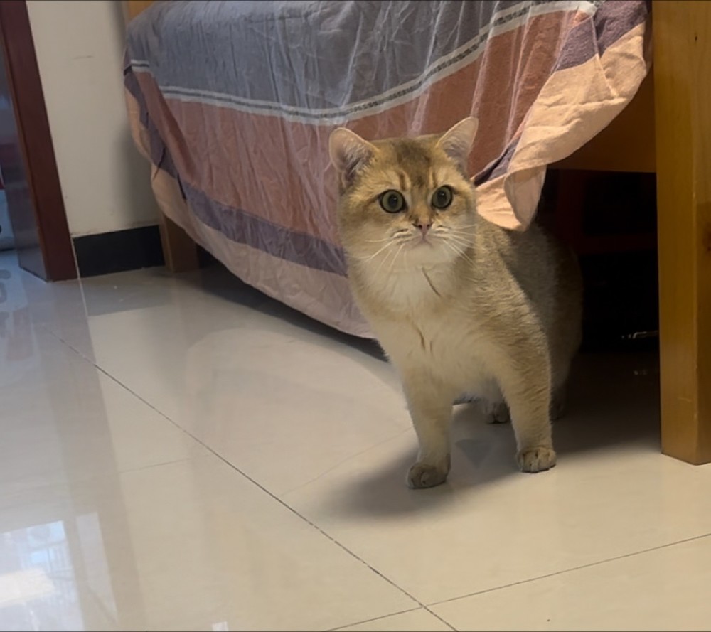 cat.JPG