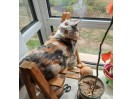 2岁小猫咪寻找爱猫人家领养