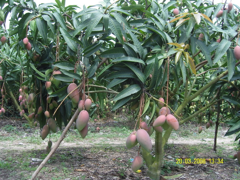 ** ** 次海南芒果团购** **