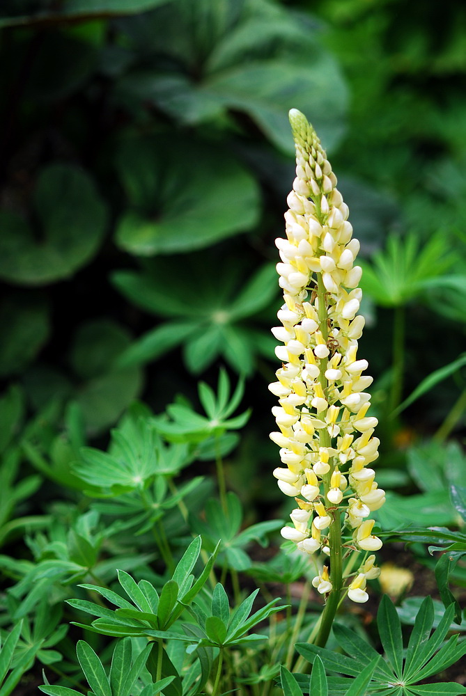 羽扇豆,又名鲁冰花   北京植物园